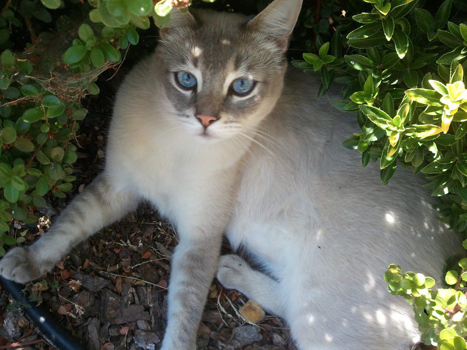 Pic of the Litter: Sir pounce alot
